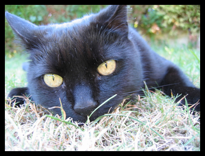 A close-up picture of George's face